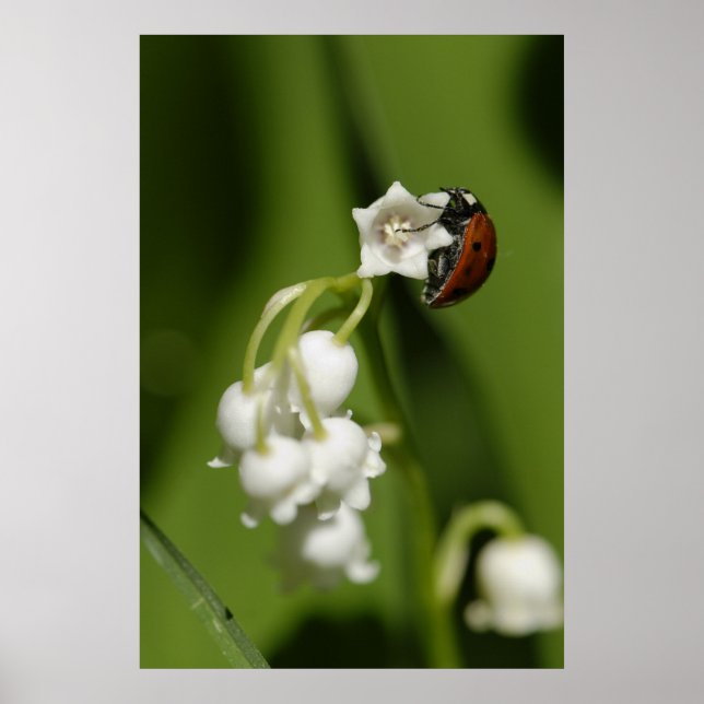 Poster Ladybug (Devant)