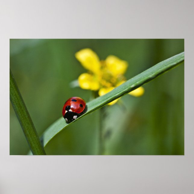 Poster Ladybug on Grass close up (Devant)
