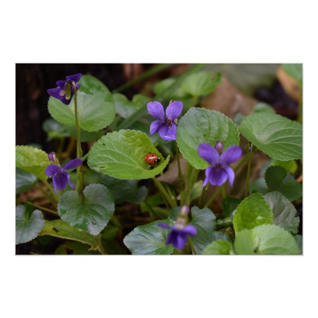 Poster Ladybug sur les fleurs de violet doux (Devant)