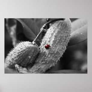 Poster Ladybug sur Milkweed
