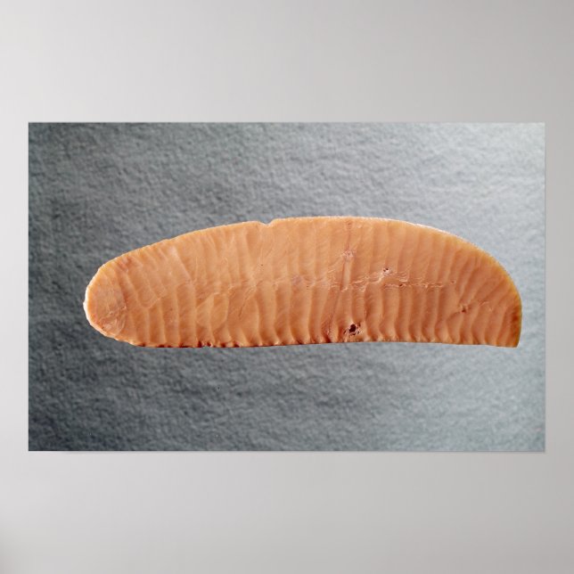 Poster Lame de couteau (Devant)