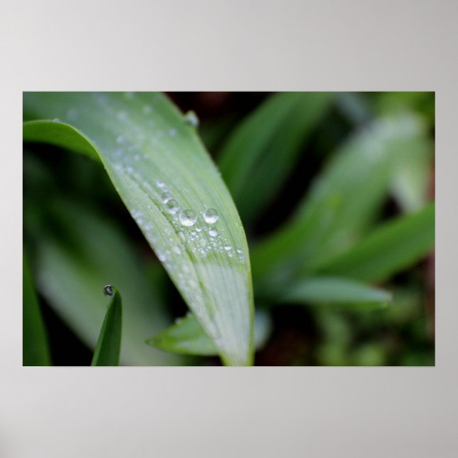 Poster Lames de laiton couvertes de pluie (Devant)
