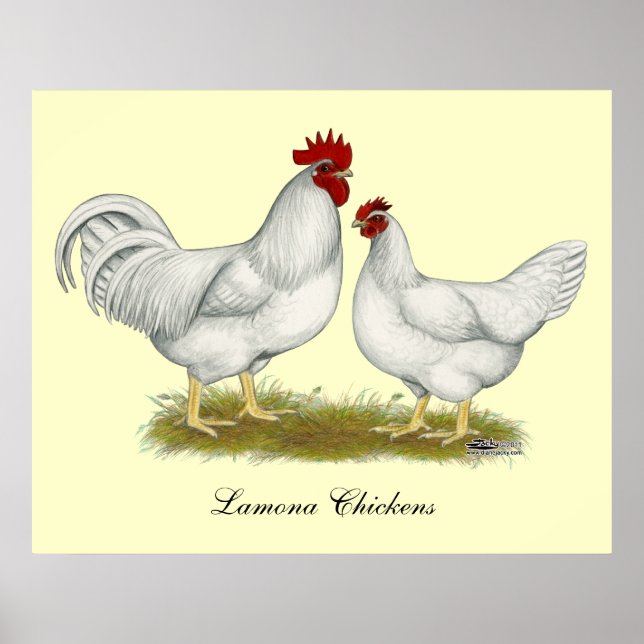 Poster Lamona Chickens (Devant)