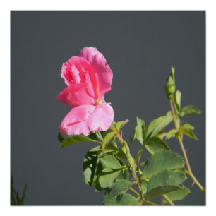 Poster L'Amour de l'été...