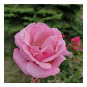 Poster Lampe de table fleur rose rose