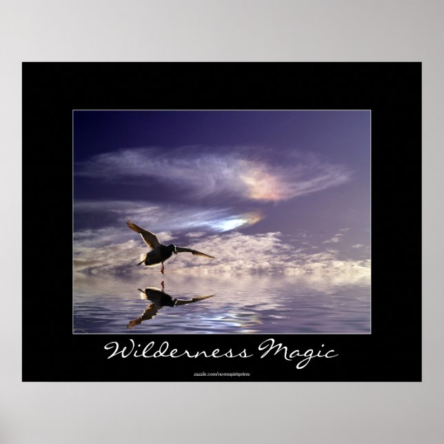 Poster Landing Mallard Duck Wilderness Photo Imprimer (Devant)