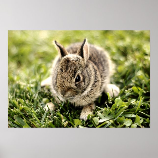 Poster Lapin bébé (Devant)