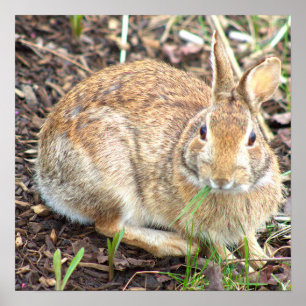Poster Lapin Lapin