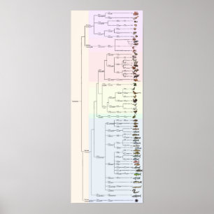 Poster L'arbre de Yum : Copie d'Animalia