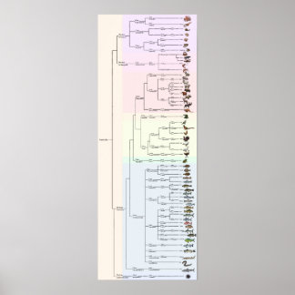 Poster L'arbre du yum : Animalia Print