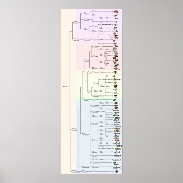 Poster L'arbre du yum : Animalia Print (Devant)