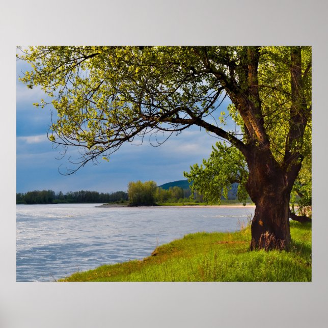 Poster L'Arbre Sur La Rive (Devant)