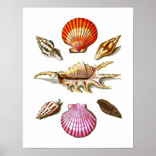 Poster L'art de Shell de mer de décor de Chambre de plage