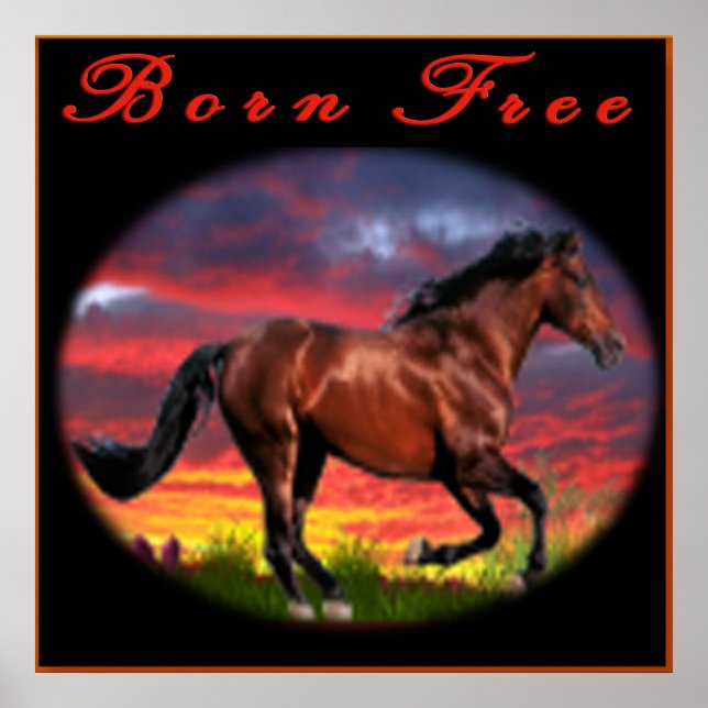 Poster L'art du cheval libre de naissance (Devant)