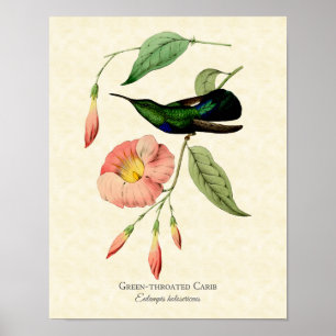 Poster L'art Vintage de colibri à thème vert
