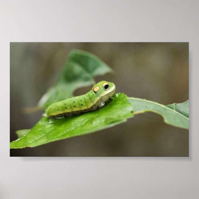 Poster larve de papillon de Spicebush Swallowtail (Devant)