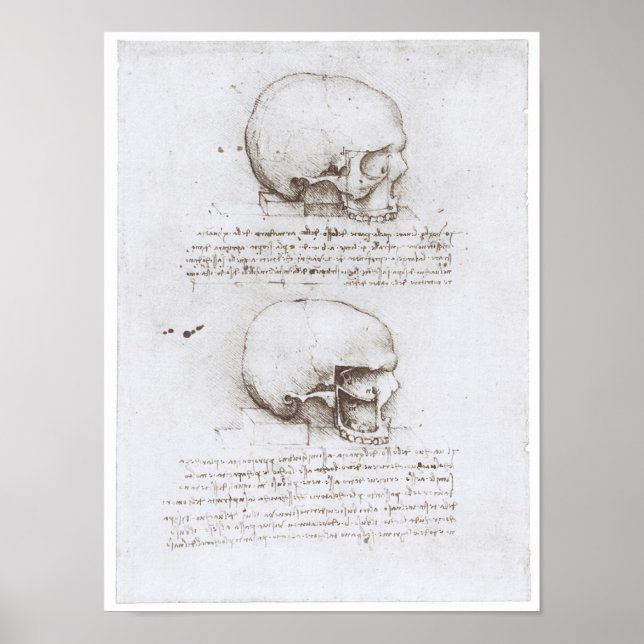 Poster Lateral View of the Skull, Leonardo da Vinci (Devant)