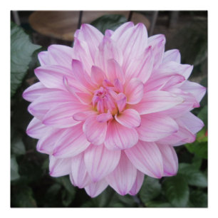 Poster Lavande Dahlia
