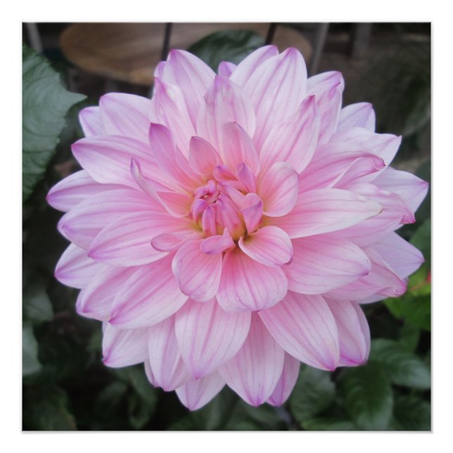 Poster Lavande Dahlia (Devant)