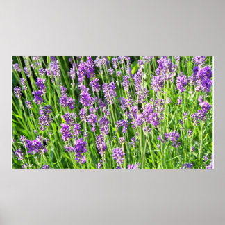Poster Lavande dans l'herbe