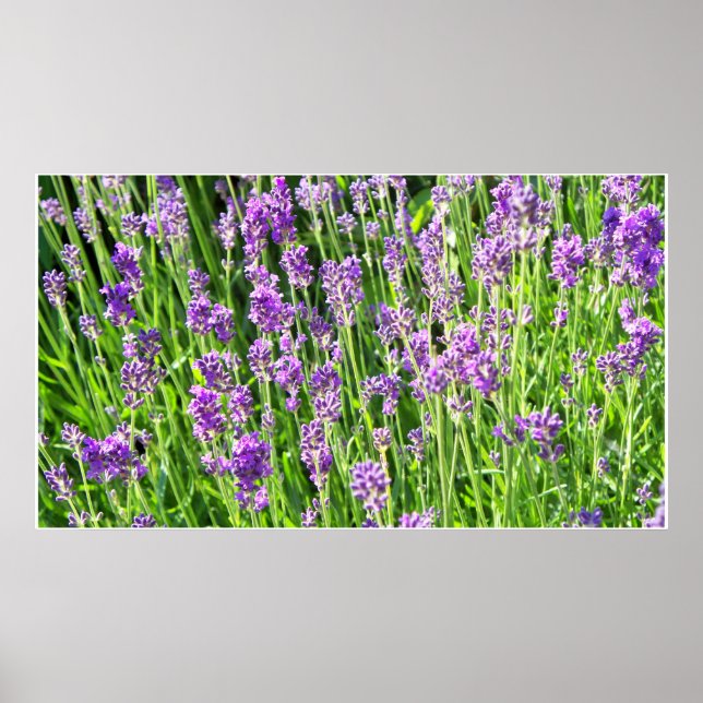 Poster Lavande dans l'herbe (Devant)