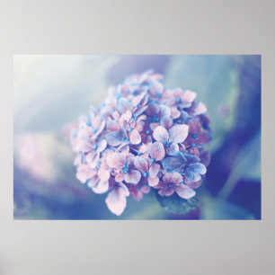 Poster Lavande Hydrangea