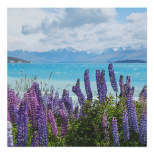 Poster lavande sur le lac