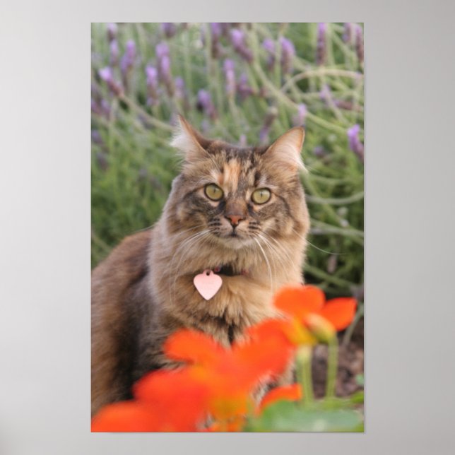 Poster Lavendar, Nasturtium et un chat Tortoiseshell (Devant)