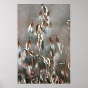 Poster L'avoine mûre (Avena Sativa) Ferme. Ceres, Boland