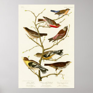Poster Lazuli Finch John James Audubon Oiseaux d'Amérique