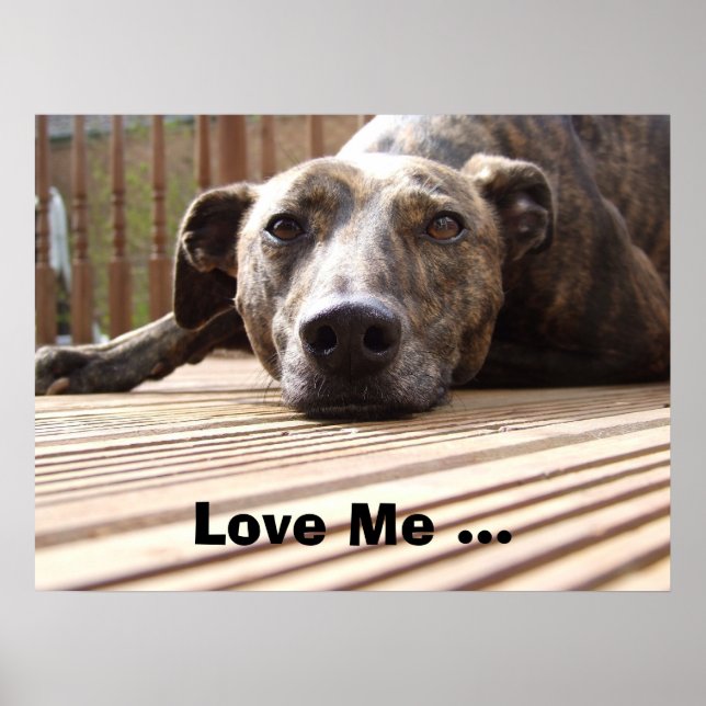 Poster Lazy Lurcher (Devant)