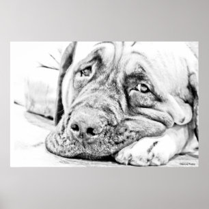 Poster Lazy Mastiff