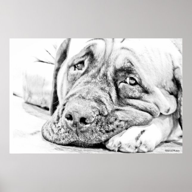 Poster Lazy Mastiff (Devant)