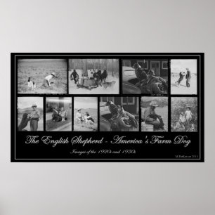 Poster Le berger anglais - Le chien de ferme américain