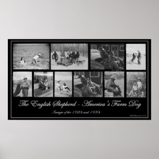 Poster Le berger anglais - Le chien de ferme américain