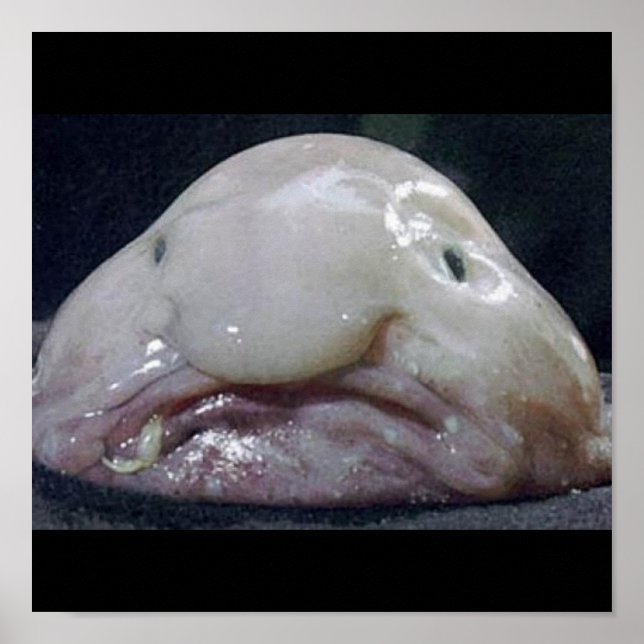 Poster Le Blobfish (Devant)