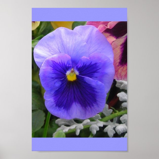 Poster Le Blue Pansy (Devant)