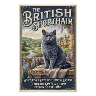 Poster Le British Shorthair