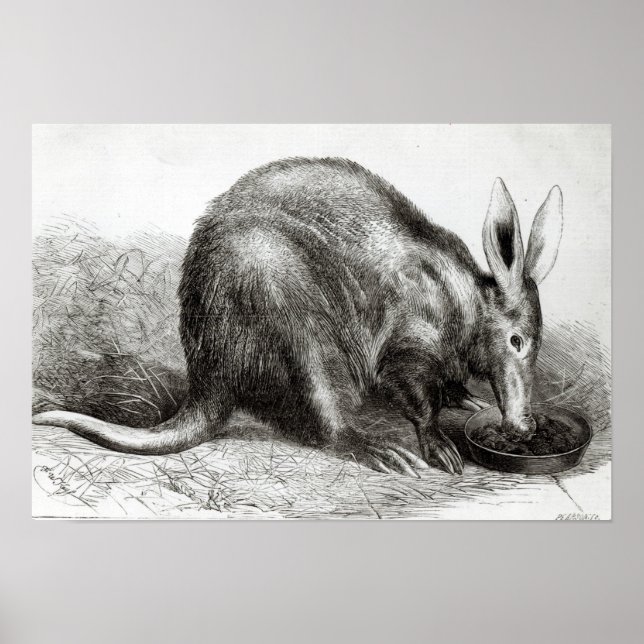 Poster Le Cap Ant-Eater (Devant)