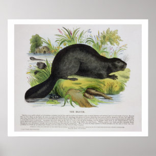 Poster Le castor, pub éducatif d'illustration. par le S