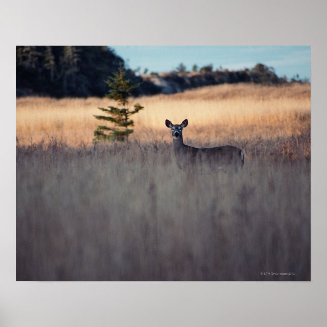Poster Le cerf sur le terrain (Devant)