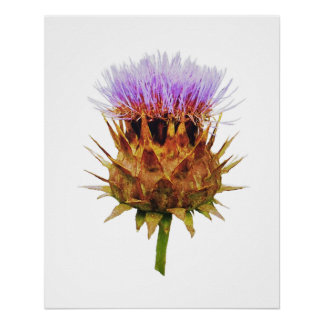 Poster Le chardon d'artichaut