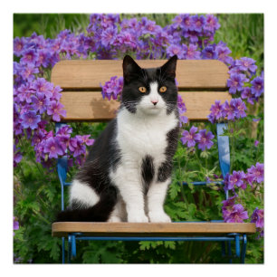 Poster Le chat de Tuxedo assis sur une chaise de jardin a