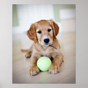 Poster Le chiot de golden retriever veut jouer