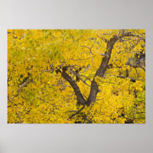 Poster Le cottonwood aux couleurs de l'automne au sommet