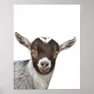 Poster Le coup d'oeil de photo d'animal de ferme de