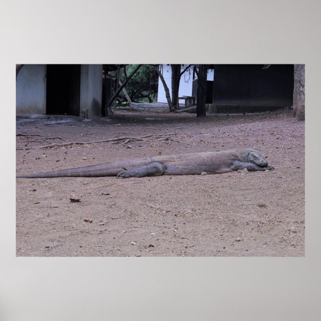 Poster le dragon (Devant)