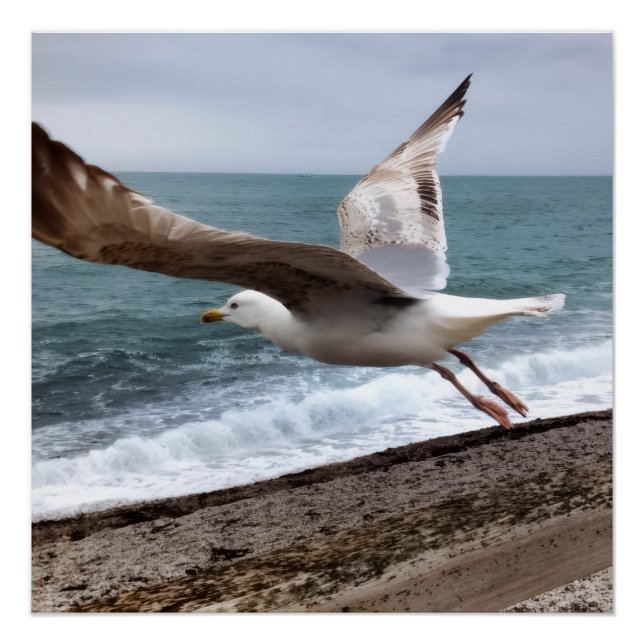 Poster Le Goëland d'Etretat français (Devant)