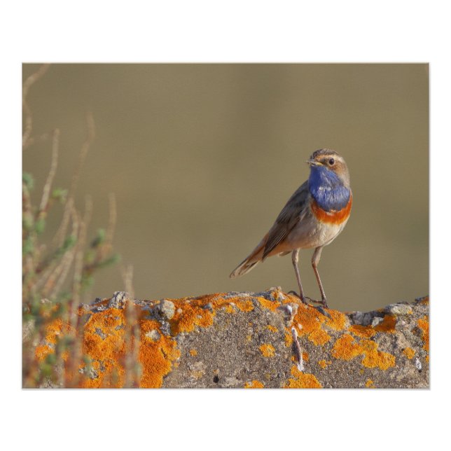 Poster Le gorgebleue à miroir  (Devant)