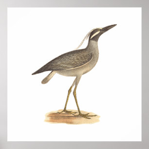 Poster Le héron de nuit à couronne jaune (Ardea violacea)